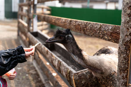 ostrich takes food from a woman's hand, feeding an ostrich at the zoo, ostrich eats . high quality photoの写真素材