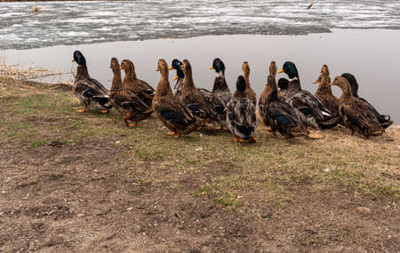 A group of ducks are looking for food in a rice field with lots of water. high quality photoの写真素材