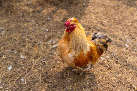 A beautiful rooster standing on the grass on a blurred green nature background. Rooster of the zodiac year. Year of the rooster. high quality photoの写真素材