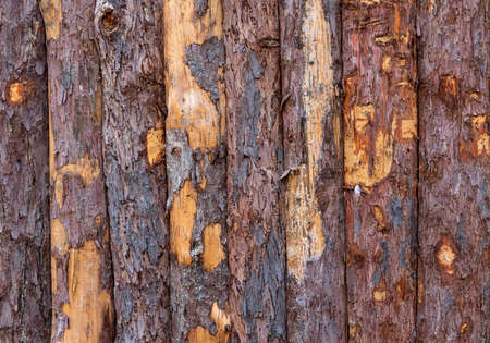 Board on Board wooden fence shows signs of wear and tear, needs to be stained again. high quality photoの写真素材