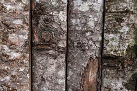 Board on Board wooden fence shows signs of wear and tear, needs to be stained again. high quality photoの写真素材