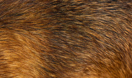 dog fur textures. Red dog fur natural for backgrounds, textures and wallpapers. high quality photoの写真素材