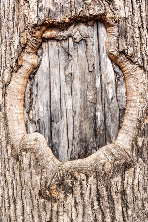 tree bark texture. Close-up of rough wooden leather. Cracked surface of dry log material. high quality photoの写真素材