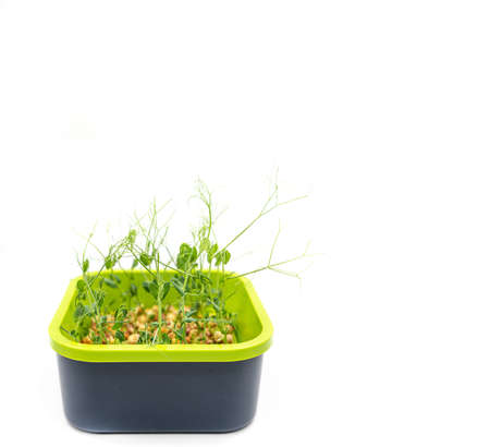 Microgreens pea isolated on white background. Fresh micro greens pea sprouts. high quality photoの写真素材
