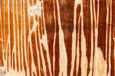 Old wooden background or texture. high quality photoの写真素材