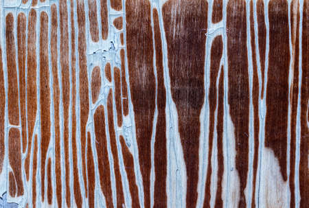 Old wooden background or texture. high quality photoの写真素材