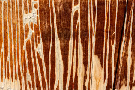 Old wooden background or texture. high quality photoの写真素材