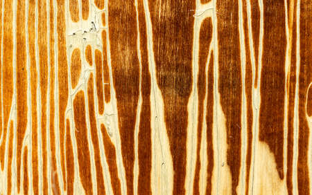 Old wooden background or texture. high quality photoの写真素材