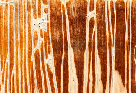 Old wooden background or texture. high quality photoの写真素材