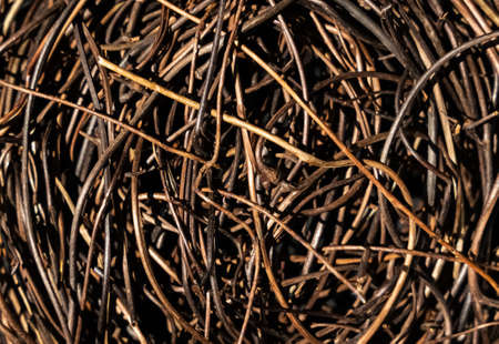 Natural background with texture of dry grape sticks from branches in spring. side view. high quality photoの写真素材