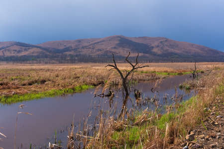 Landscape with lonely tree in the water. high quality photoの写真素材