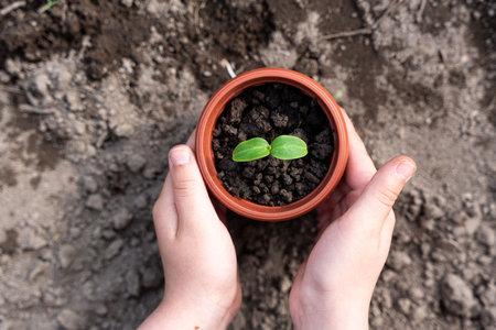 Kid's hands holding a young plant. Planting a young seedling. new life. care and protection. close-up. high quality photoの写真素材