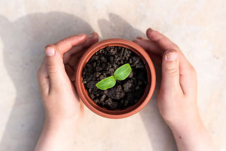 Kid's hands holding a young plant. Planting a young seedling. new life. care and protection. close-up. high quality photoの写真素材