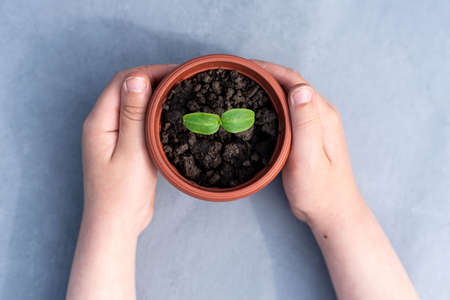 Kid's hands holding a young plant. Planting a young seedling. new life. care and protection. close-up. high quality photoの写真素材