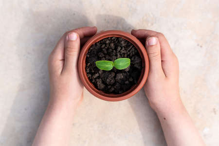 Kid's hands holding a young plant. Planting a young seedling. new life. care and protection. close-up. high quality photoの写真素材