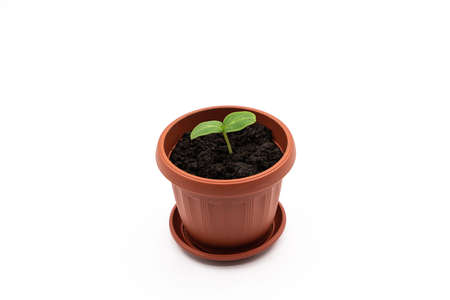 Top or side view of a young plant in a pot on a white background. cucumber seeds. high quality photoの写真素材