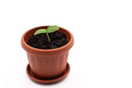 Top or side view of a young plant in a pot on a white background. cucumber seeds. high quality photoの写真素材