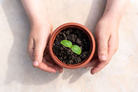Kid's hands holding a young plant. Planting a young seedling. new life. care and protection. close-up. high quality photoの写真素材