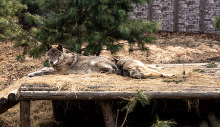 gray wolf resting in the shade. high quality photoの写真素材