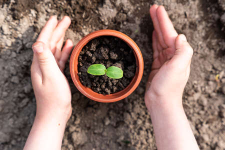 Kid's hands holding a young plant. Planting a young seedling. new life. care and protection. close-up. high quality photoの写真素材