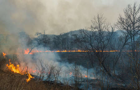This photo shows a forest fire in Russia. The forest is on fire. high quality photoの写真素材