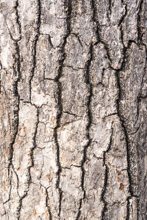 tree bark texture. Close-up of rough wooden leather. Cracked surface of dry log material.の写真素材