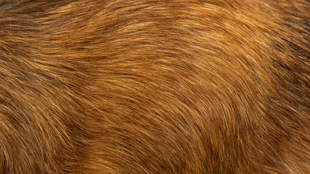 Dog fur textures. Red dog fur natural for backgrounds, textures and wallpapers.の写真素材