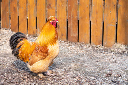 A beautiful rooster standing on the grass on a blurred green nature background. Rooster of the zodiac year. Year of the rooster. high quality photoの写真素材