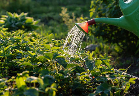 Watering can on the garden, Watering the garden at sunset, Vegetable watering can. high quality photoの写真素材