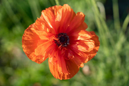 Flower poppy flowering on background poppies flowers. Nature. high quality photoの写真素材