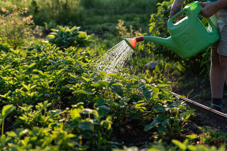 Water the garden with a watering can. Watering strawberriesの写真素材