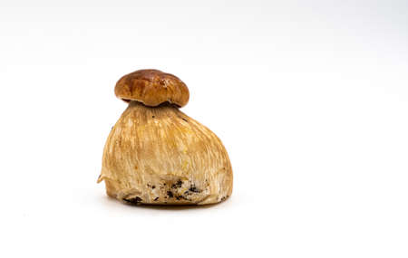 Beautiful fresh porcini mushrooms on white background isolated season healthy food . high quality photoの写真素材