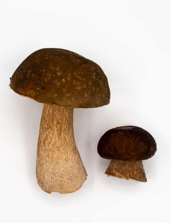 Boletus mushroom isolated on white background. King bolete. high quality photoの写真素材