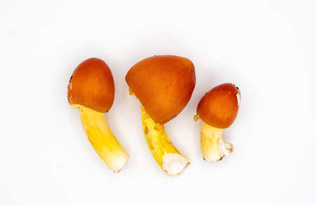 Caesar's mushroom on a white background. Amanita caesarean. The mushroom looks like an egg. A yellow-orange mushroom emerges from the white shell. Caesar mushrooms. high quality photoの写真素材