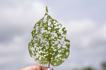 isolated image of an actinidia leaf with holes eaten by caterpillars. high quality photoの写真素材