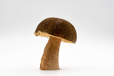 Boletus, white mushroom or boletus isolated on white background.. High quality photoの写真素材