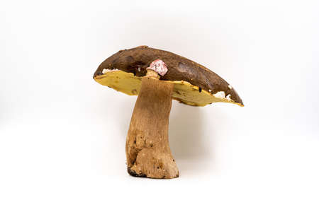 Boletus, white mushroom or boletus isolated on white background.. High quality photoの写真素材