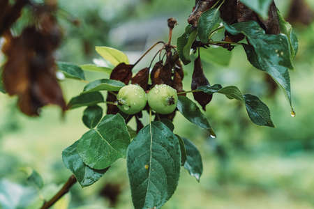 A Branch of wild apple tree with small bright yellow apples and green leaves is in a park in summer. high quality photoの写真素材