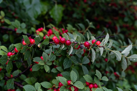 cherry branch. Red ripe berries on the cherry tree. high quality photoの写真素材