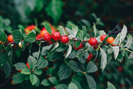 cherry branch. Red ripe berries on the cherry tree. high quality photoの写真素材