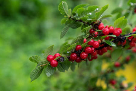 cherry branch. Red ripe berries on the cherry tree. high quality photoの写真素材