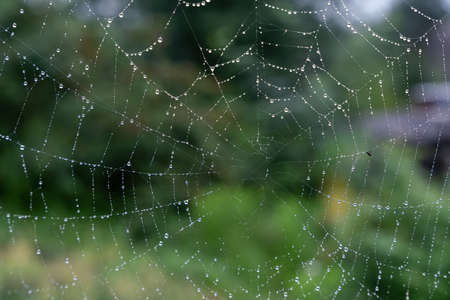 Beautiful natural background with a necklace of water drops on a cobweb in the grass in spring summer. The texture of the dew drops on the web in nature macro macro with soft focus. high quality photoの写真素材