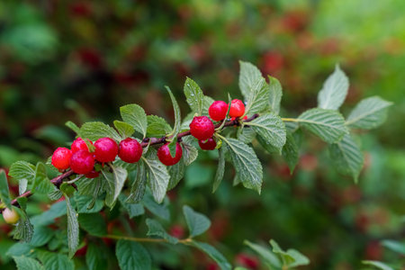 cherry branch. Red ripe berries on the cherry tree. high quality photoの写真素材