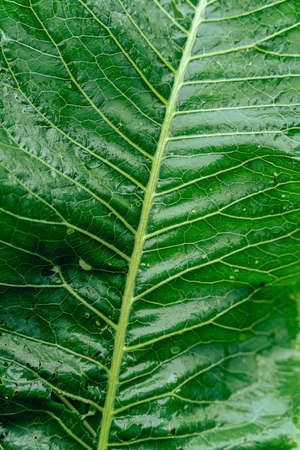 green leaf texture closeup. high quality photoの写真素材