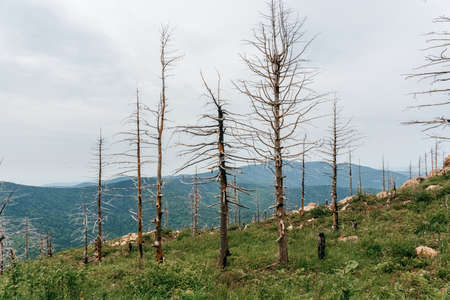 High mountains of Russia, Mount Falaza with trees broken by the wind, forest after a fire. high quality photoの写真素材