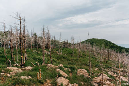 High mountains of Russia, Mount Falaza with trees broken by the wind, forest after a fire. high quality photoの写真素材