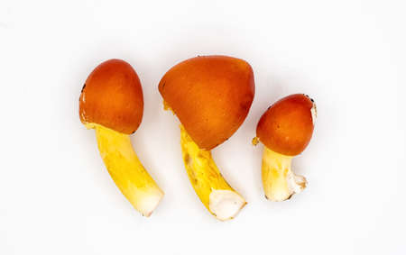 Caesar's mushroom on a white background. Amanita caesarean. The mushroom looks like an egg. A yellow-orange mushroom emerges from the white shell. Caesar mushrooms. high quality photoの写真素材