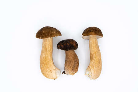 Boletus edulis, king bolete isolated on white background. close up. wild forest Mushroom. high quality photoの写真素材