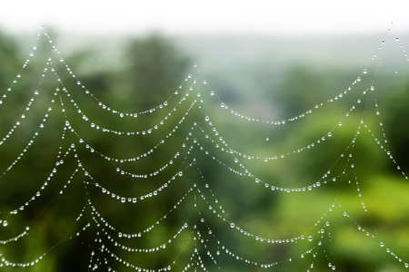 Beautiful natural background with a necklace of water drops on a cobweb in the grass in spring summer. The texture of the dew drops on the web in nature macro macro with soft focus. high quality photoの写真素材