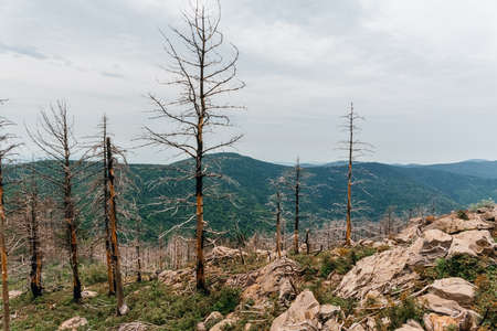 High mountains of Russia, Mount Falaza with trees broken by the wind, forest after a fire. high quality photoの写真素材